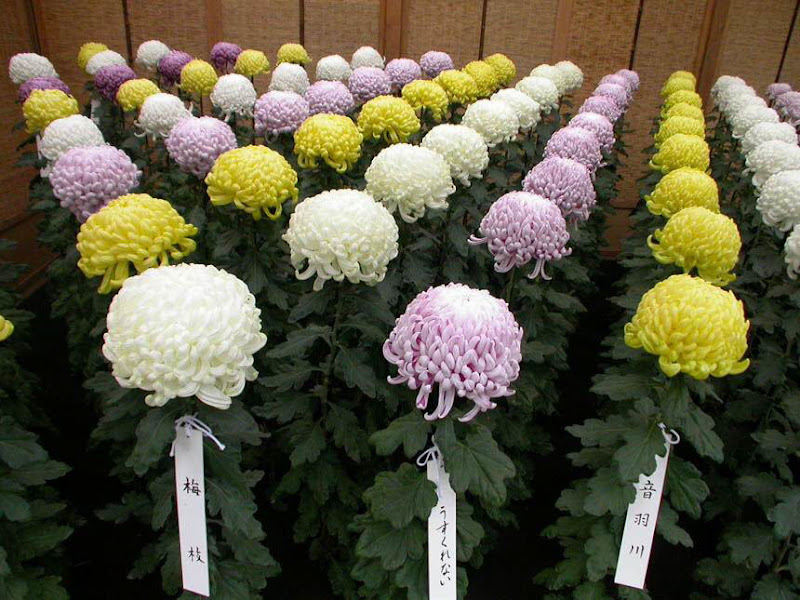 The art of Gardening