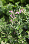 The flowers in this species do not have an upper lip of the corolla, or a top petal.  It gives them an unusual shape.