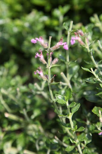 The flowers in this species do not have an upper lip of the corolla, or a top petal.  It gives them an unusual shape.