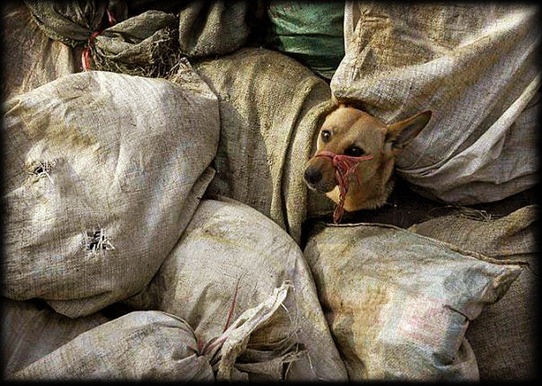 infierno para ls animales