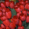 DSC_0026.JPG