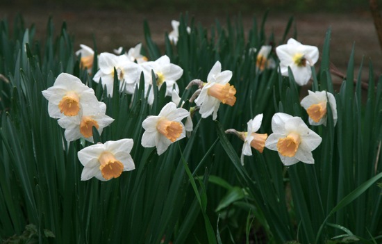 daffs4.jpg Daffs4