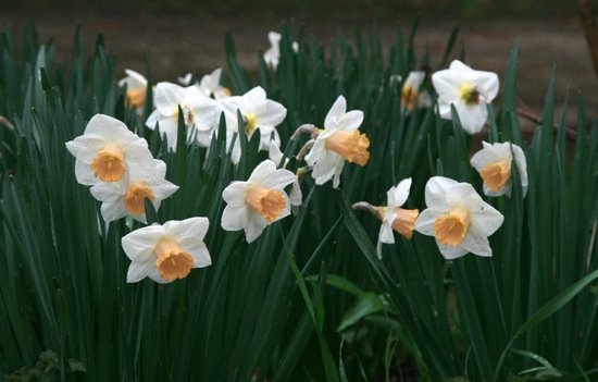 Daffs4