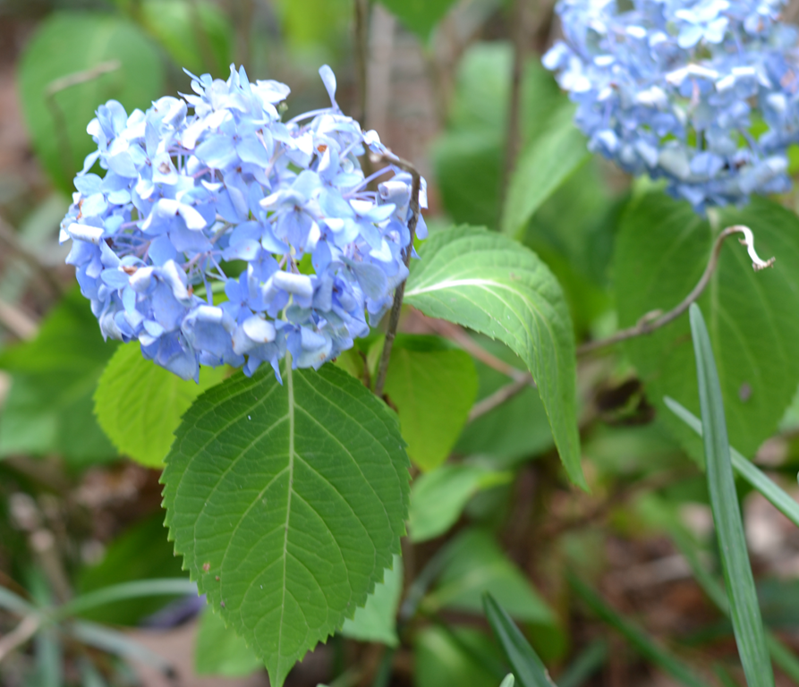 [flowers_2%255B4%255D.png]