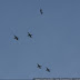 DSC09331.JPG