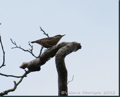 13-nuthatch