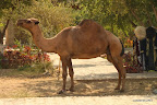 Dromedary in Khiva