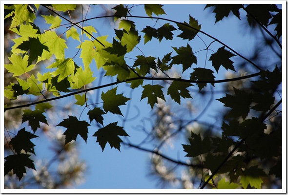 Maple Leaves