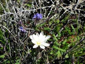 White Desert Chicory flower