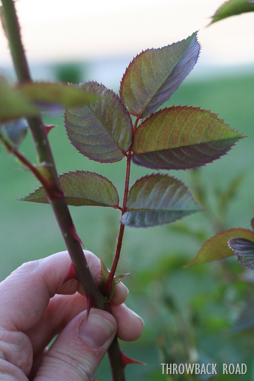 [rose-bush-0085.jpg]