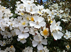 Dec 9 - Wild Rose