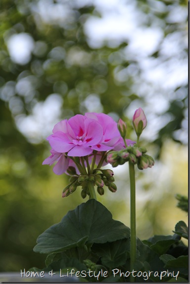 Home & Lifestyle IMG_1047