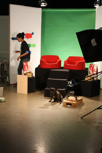 They told me to sit and that's just what I did - the perfect Frenchie!