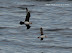  &ndash; Arctic skua chasing a puffin
