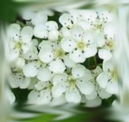 [Hawthorn%255B4%255D.jpg]