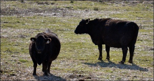 pair of cows