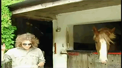 Cavalo Metaleiro Cavalo Metaleiro