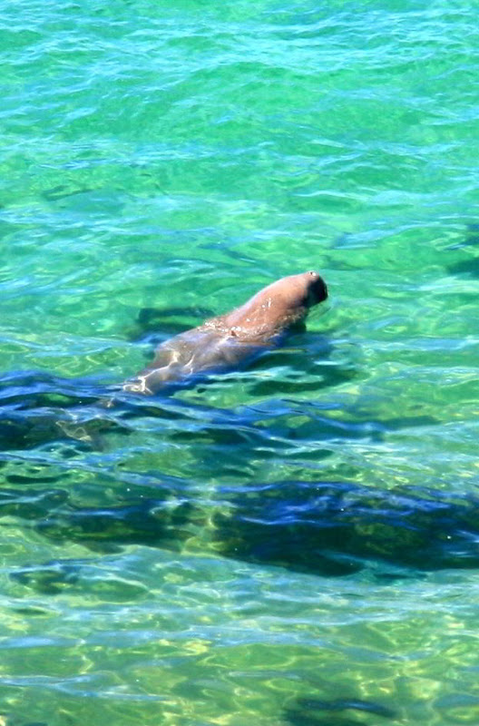 DugongswimminginthewatersofSharkBayW[2]