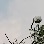 IMG_6665.JPG
