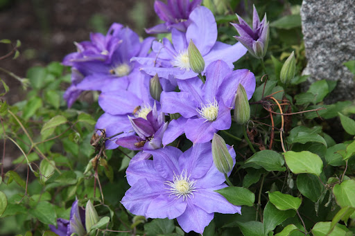 These climbing flowers love sunlight and they've been getting quite a bit of that lately!