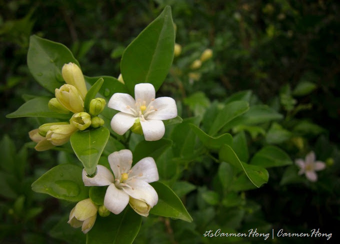 Nature S Therapy Silkworks Silk Oil Nature S Therapy Silkworks Silk Oil