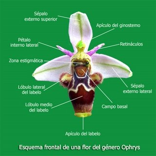 [Esquema-Ophrysfrontal_0%255B3%255D.jpg]