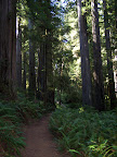 california_sequoia