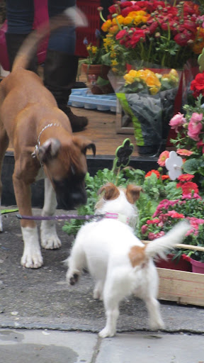 Alas, my suspicions were correct- Mariana and Dante were flirting for sure! I'm pretty certain I overheard them making a date to meet at the Piazza for a bowl of dog vino! Alas, my suspicions were correct- Mariana and Dante were flirting for sure! I'm pretty certain I overheard them making a date to meet at the Piazza for a bowl of dog vino!