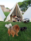 These simple two pole tents are called wedge tents and were designed to be easily set up and dismantled for traveling soldiers!