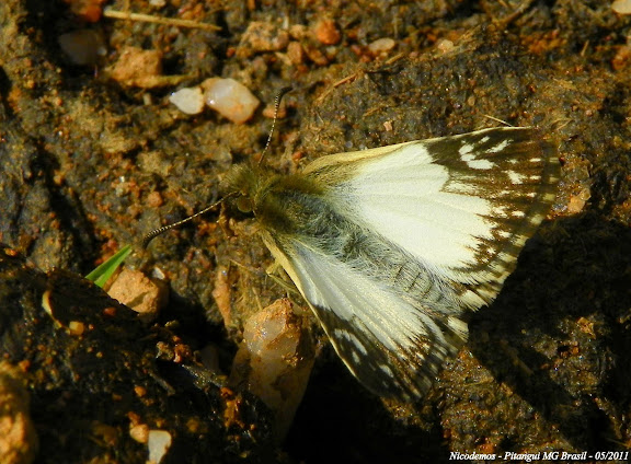 Lépidoptères de Pitangui au Minas Gerais - Heliopetes omrina (BUTLER, 1870). Pitangui (MG, Brésil), 21 mai 2011. Photo : Nicodemos Rosa