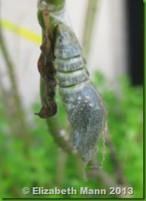 Butterfly ready to emerge