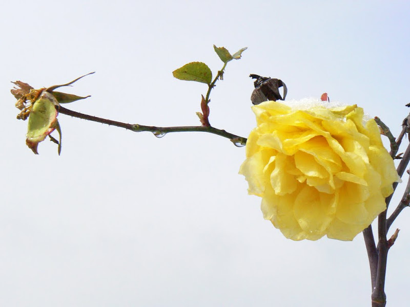 В Иерусалиме снег!!!!