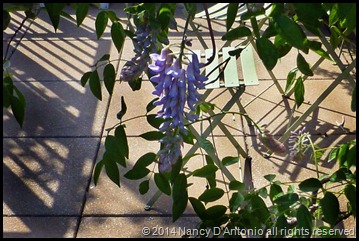 wisteria-2-blog