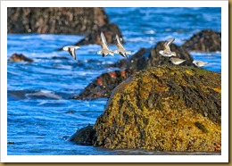 untitled Sanderling flying of rock with Dunlin on Rock D7K_8269 November 03, 2011 NIKON D7000