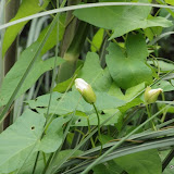 Liseron
