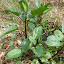 #30 SCROPHULARIACEAE Scrophularia auriculata(ID Flora On)[Maia,NF37_P.S.P.Avioso,CA&CMMaia]_P1570676.JPG