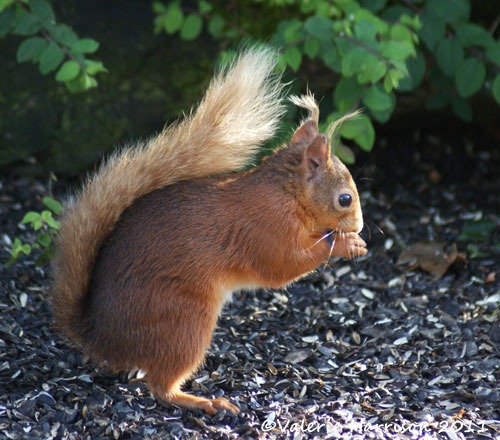 [red-squirrel%255B2%255D.jpg]