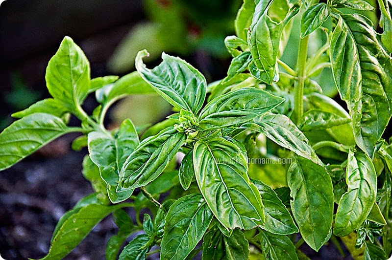 Basil-(1) Basil-(1)