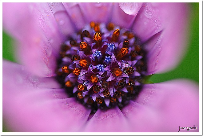 DSC_8545 DSC_8545
