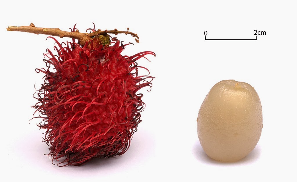 [Rambutan%255B4%255D.jpg]