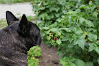 Well, Sharkey, I suppose with that logic, you could say I'm more like Ribes nigrum, the black currant!