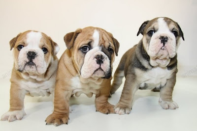 comprar_cachorro_bulldog_ingles_animalsshop_5002a.jpg