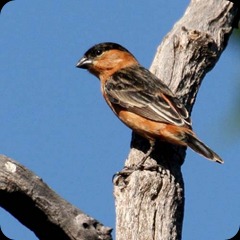 lihue calel _Sporophila_nigrorufa lihue calel _Sporophila_nigrorufa