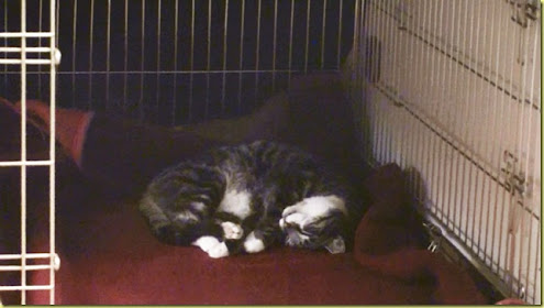 Katze3