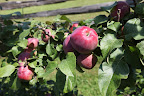 Sharkey, I've always wondered why apples on the tree look as though they're covered with a gray dust.  Do you know what that is?