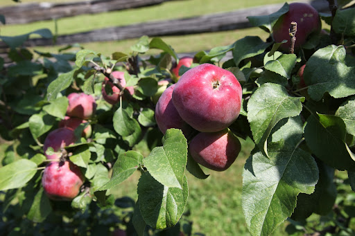 Sharkey, I've always wondered why apples on the tree look as though they're covered with a gray dust.  Do you know what that is?