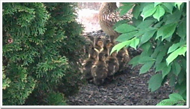 2012-05-12_Baby Ducks 3