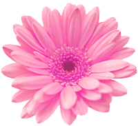 [daisy-flower%255B2%255D.gif]
