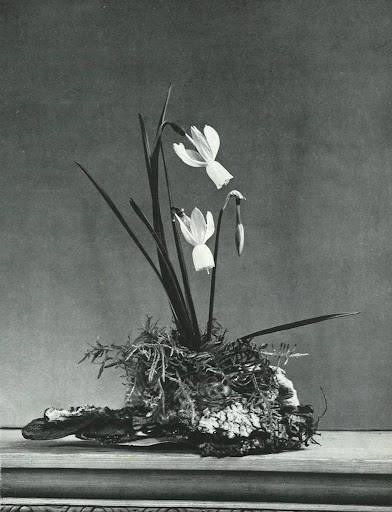 These flowers are distinguished from the rest of its daffodil family by the name These flowers are distinguished from the rest of its daffodil family by the name