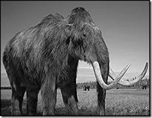 mammoth216565656 mammoth216565656